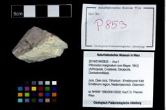 Foto (Objekt + Etikett) von Pithonoton marginatum (von Meyer, 1842)  (NHMW-GEO-2014-0194-0853)